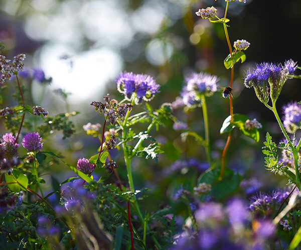 Lila och blå vilda blommor blommar tätt i en äng och fångar varmt motljus. Stjälkar och blad lyser gröna medan bakgrunden är oskarp med ljusa solfläckar, vilket skapar en mjuk sommarkänsla.