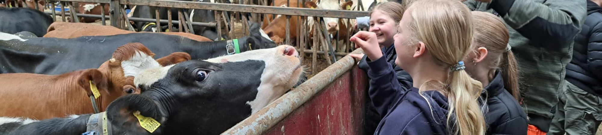 Barn i ladugård står vid en box och matar en nyfiken mjölkko, medan fler kor syns i bakgrunden.