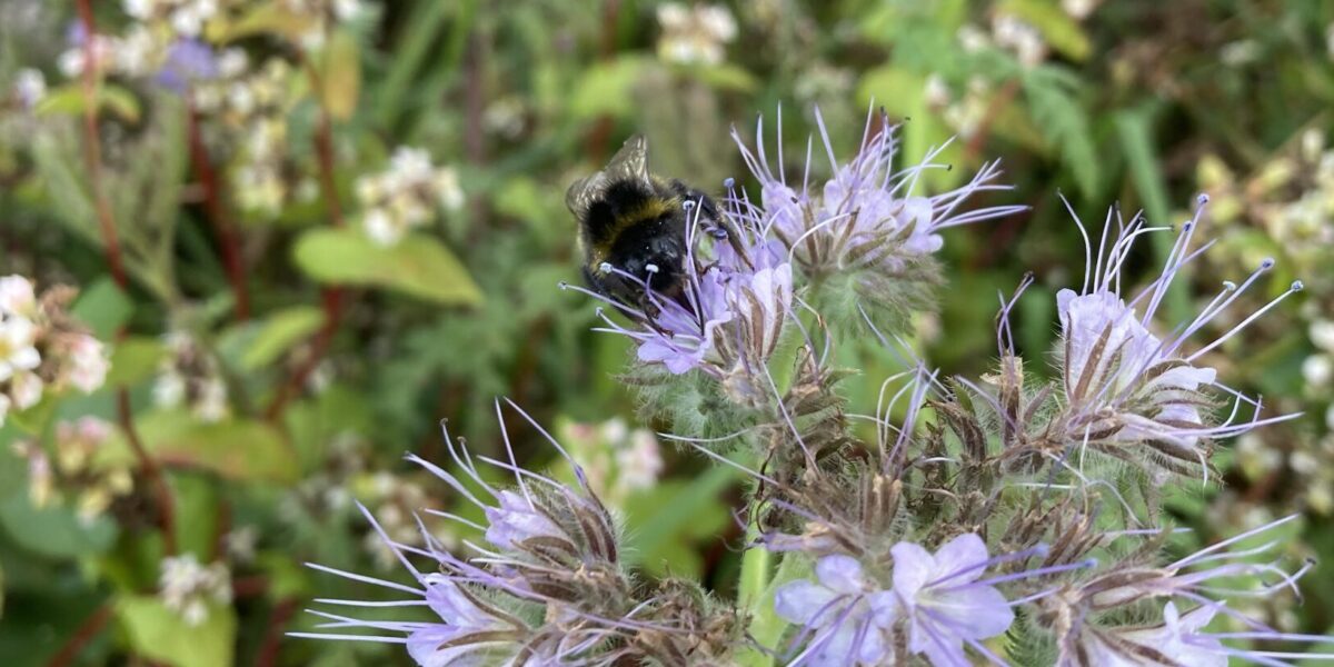 En humla sitter på och samlar nektar från lila, spretiga blommor med långa ståndare. Närbild i trädgårdsmiljö med suddig grön bakgrund och fler små vita blommor runtom.