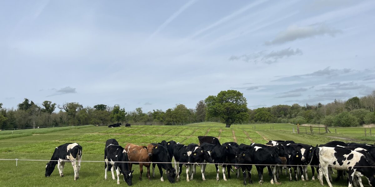 En flock mjölkkor, mest svartvita, betar och står tätt tillsammans bakom en låg eltråd i en grön hage. En brun ko syns bland dem, med åkrar, träd och blå himmel i bakgrunden.