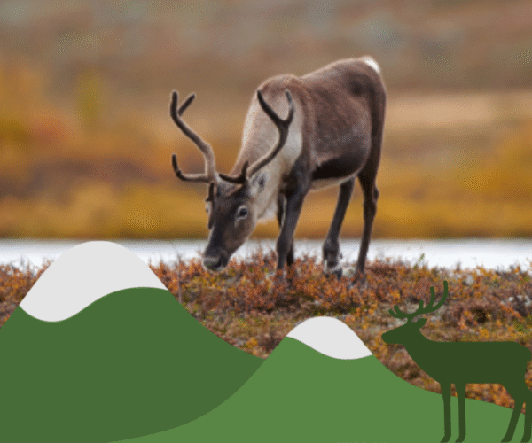 En ren med stora horn betar på höstfärgad tundra intill en vattenyta, med mjuka berg i bakgrunden. Längst ned ligger en grön grafisk illustration av fjäll med snötoppar och en renikon.