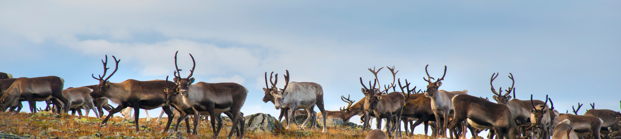 En flock renar med stora horn vandrar över en stenig fjällhed. Några stannar och tittar mot kameran medan andra fortsätter framåt, mot en blå himmel med lätta moln i bakgrunden.