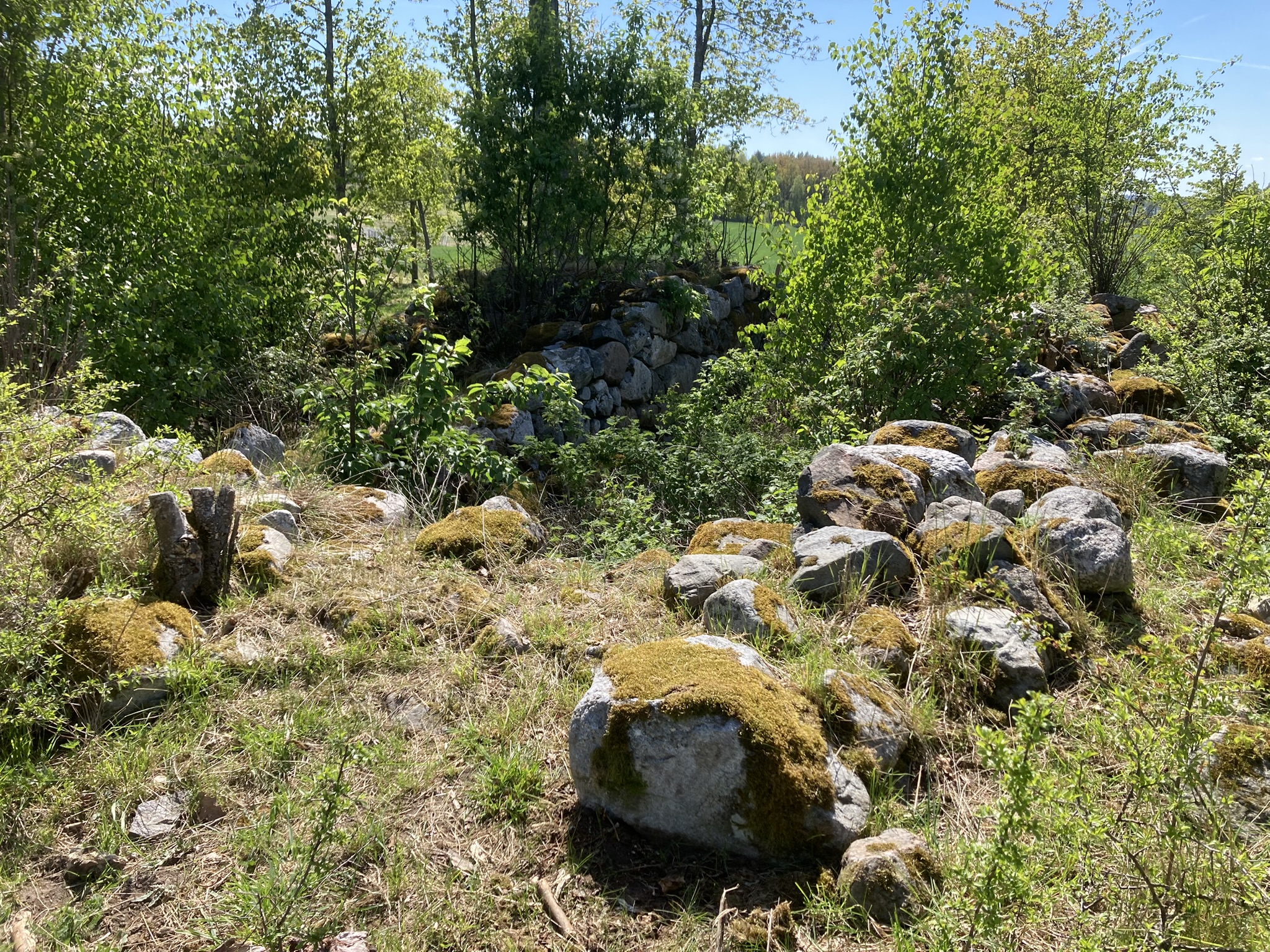Mossbeklädda stenar och en låg stenmur ligger utspridda i sly och gräs. Vegetationen håller på att växa över lämningen, medan åkermark och skog syns i bakgrunden under klarblå himmel.