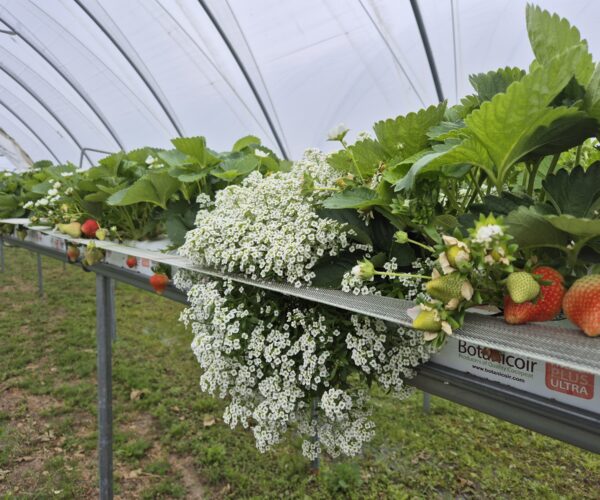 Jordgubbsplantor växer på upphöjda odlingsrännor i ett tunneltält, med både gröna och mogna röda bär synliga. En stor kaskad av små vita blommor hänger över kanten; text: “Botanicoir”, “PLUS ULTRA”.
