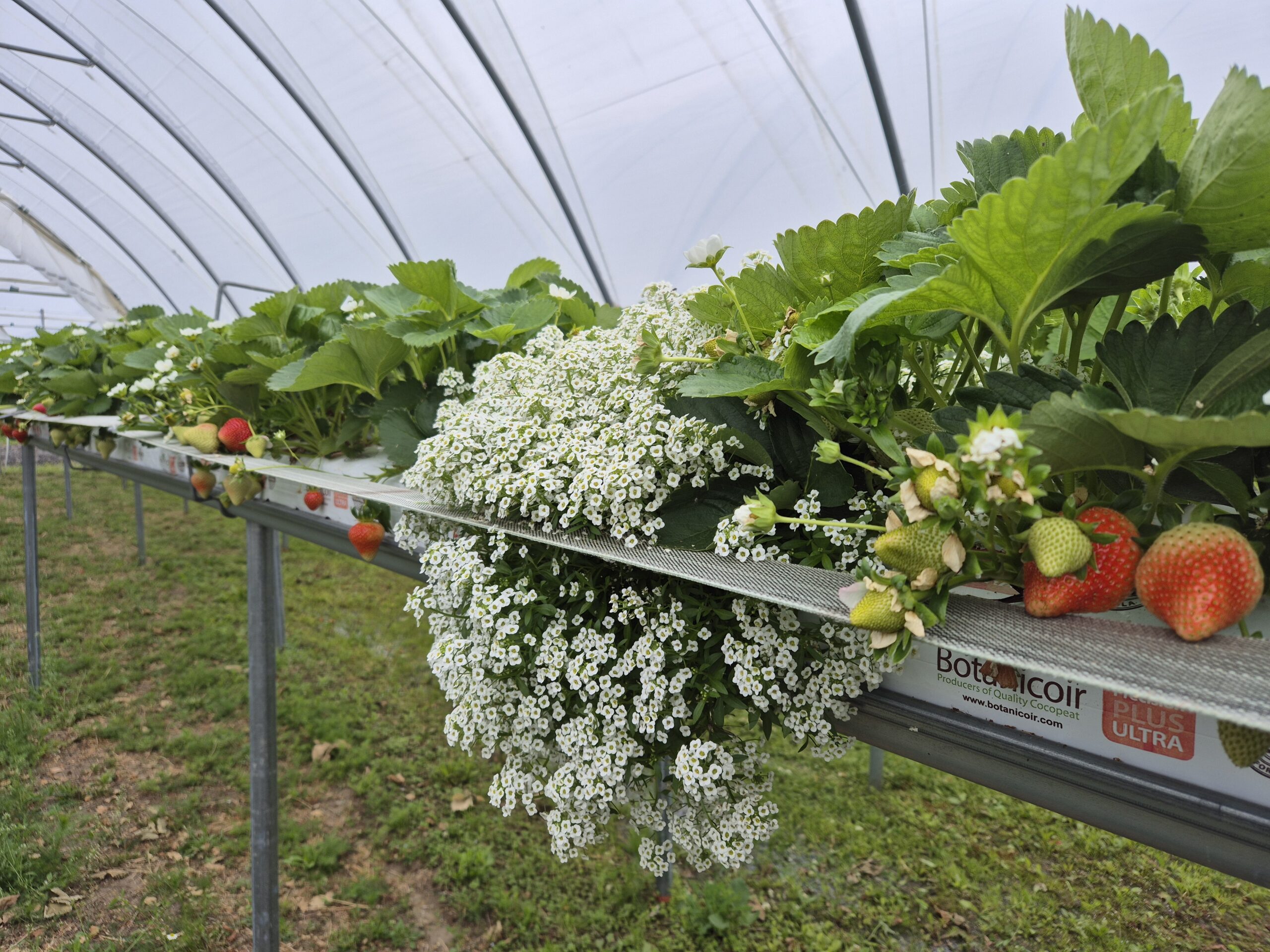 Jordgubbsplantor växer på upphöjda odlingsrännor i ett tunneltält, med både gröna och mogna röda bär synliga. En stor kaskad av små vita blommor hänger över kanten; text: “Botanicoir”, “PLUS ULTRA”.