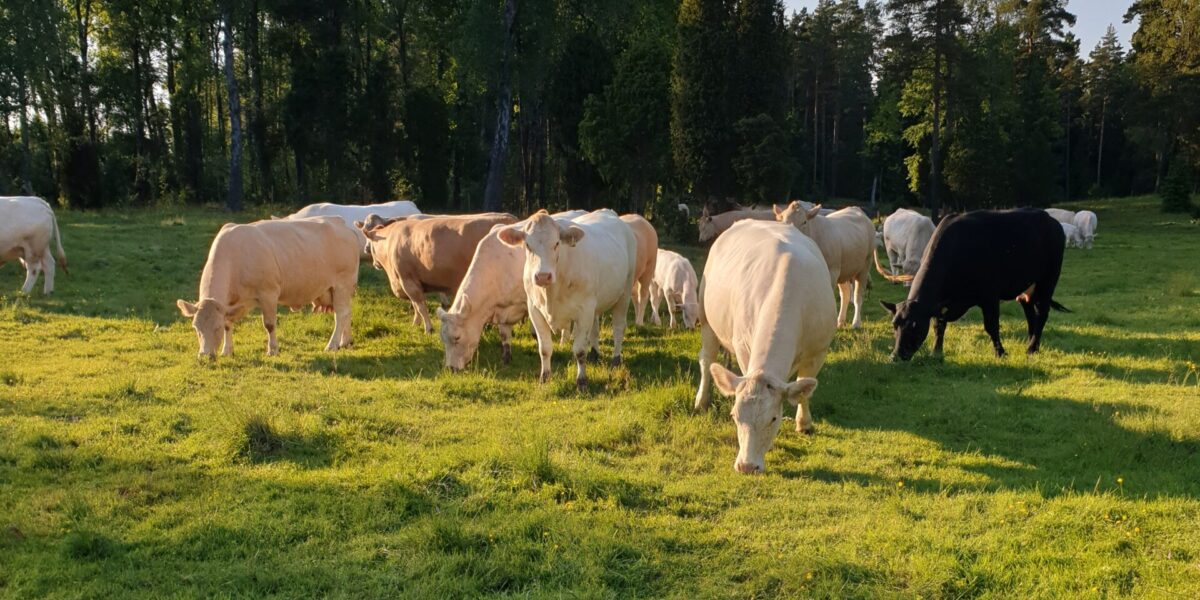 En flock kor i olika färger betar lugnt på en solbelyst grön äng. Några står med huvudet nere i gräset medan andra blickar framåt, med en skogsdunge och klar kvällshimmel i bakgrunden.