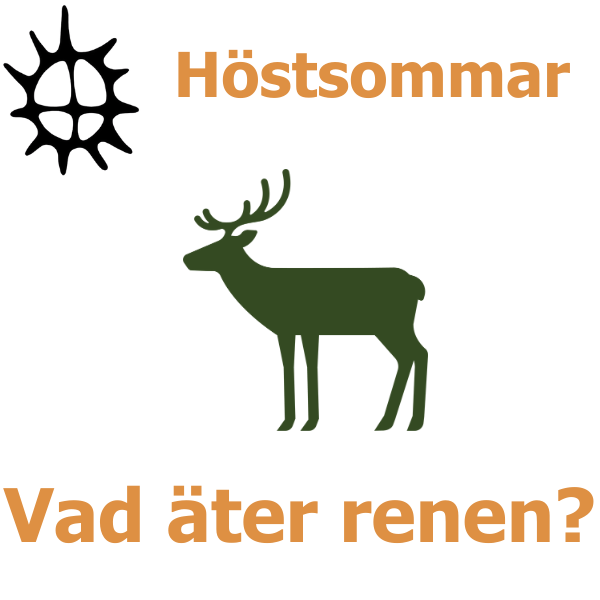 Grön siluett av en ren står i profil på vit bakgrund, under rubriken ”Höstsommar”. Uppe till vänster syns en svart solsymbol. Längst ner står frågan ”Vad äter renen?”.