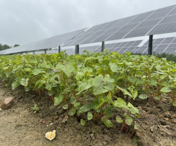 Närbild på grödor som växer i rad mellan solpaneler i ett solbrukssystem, där odling kombineras med solenergi.