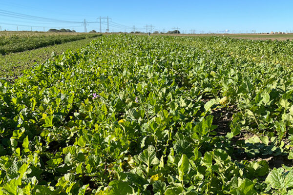 Mellangrödor - ett fält med blå himmel i solsken