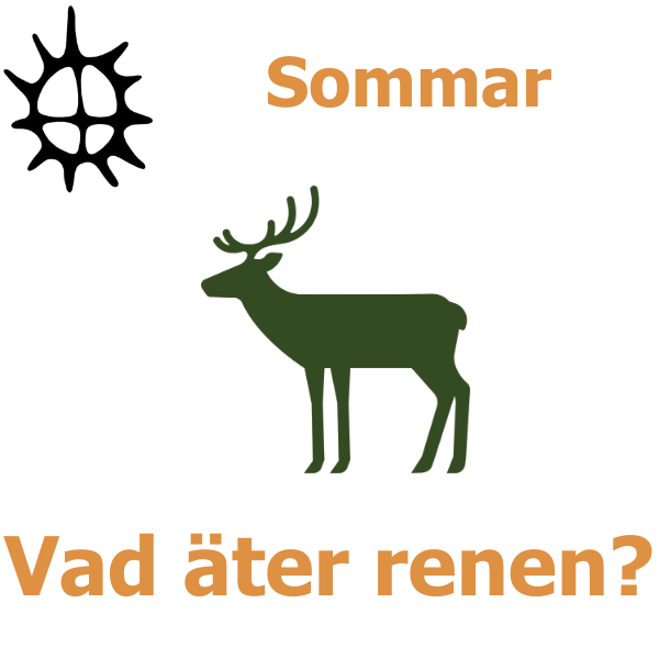 Illustration av en grön ren som står i profil under rubriken ”Sommar”, med en stiliserad sol i övre vänstra hörnet. Nederst står frågan: ”Vad äter renen?” på vit bakgrund.
