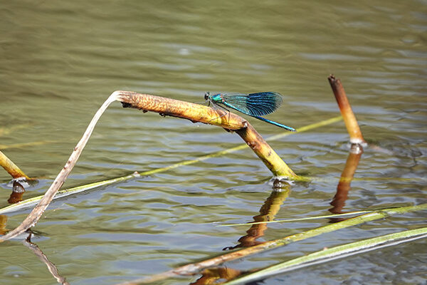 En blågrön jungfruslända sitter på ett vasstrå vid vattenytan i en solbelyst våtmark.