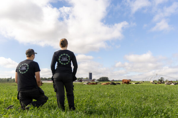 En ung man och en ung kvinna står i ett fält och tittar på kor på bete.