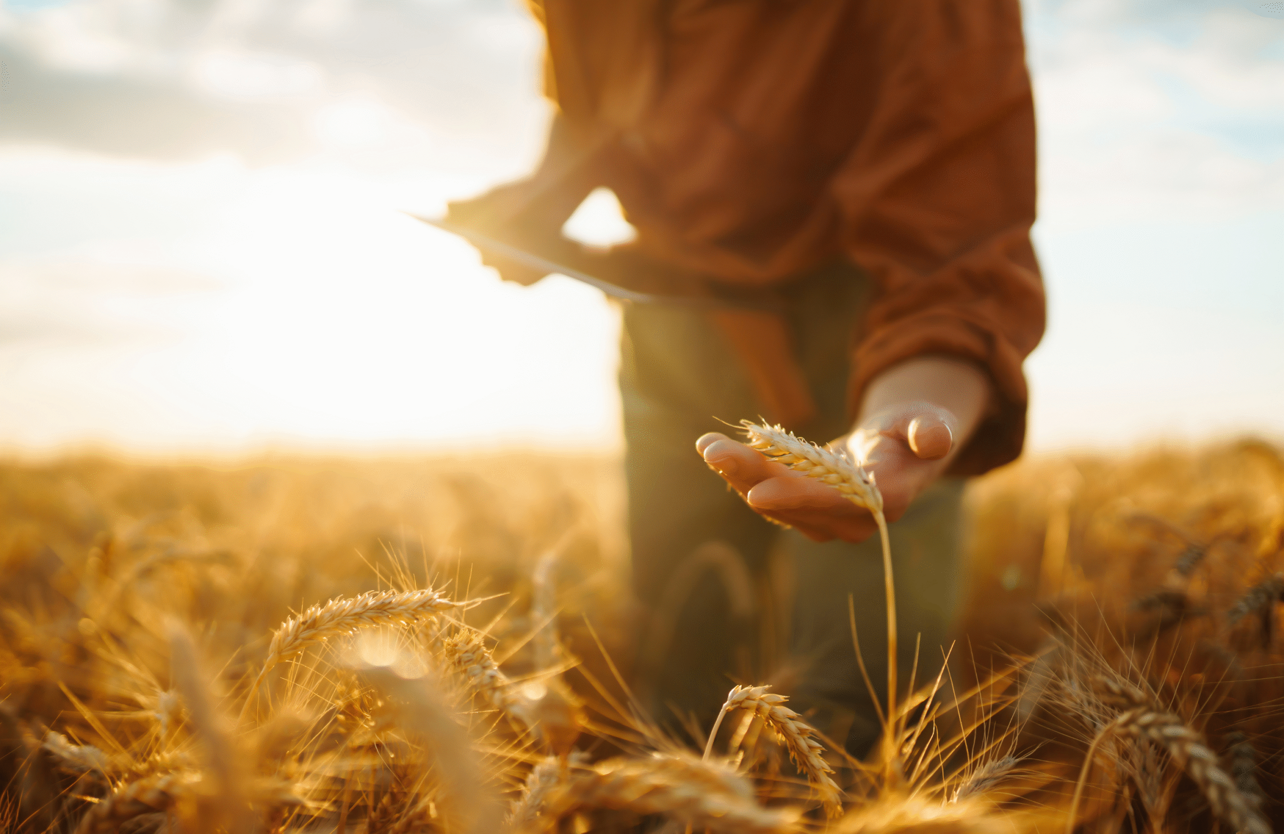 Person i åker håller fram ett ax i handen och granskar grödan, medan den andra handen håller en surfplatta i bakgrunden; gyllene spannmålsfält i varmt kvällsljus.