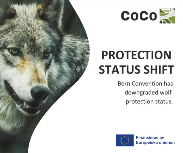 Närbild av en varg som tittar fram från vänster, intill texten: “coco”, “PROTECTION STATUS SHIFT” och “Bern Convention has downgraded wolf protection status.” Nederst syns EU-flaggan och texten “Finansieras av Europeiska unionen”.
