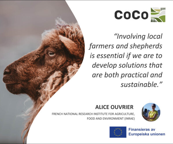 Brun fårprofil tittar åt vänster bredvid citat och logotyper. Text: “Involving local farmers and shepherds is essential if we are to develop solutions that are both practical and sustainable.” Alice Ouvrier, French National Research Institute for Agriculture, Food and Environment (INRAE). “Finansieras av Europeiska unionen”. COCO.