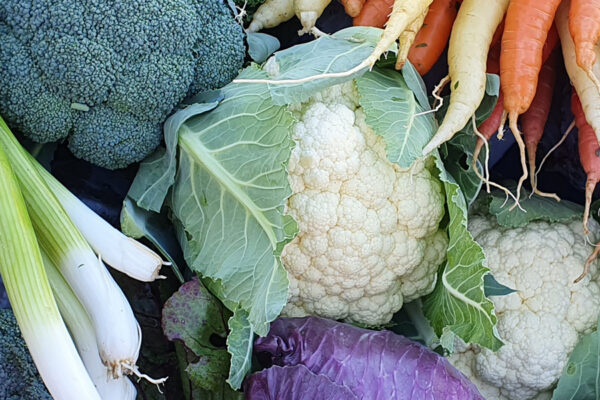 Tät överbild av blandade grönsaker som ligger arrangerade tillsammans: vitkål, broccoli, purjolök, blomkål, morötter och kål i gröna och lila nyanser, som en färgstark skörd eller marknadsdisplay.