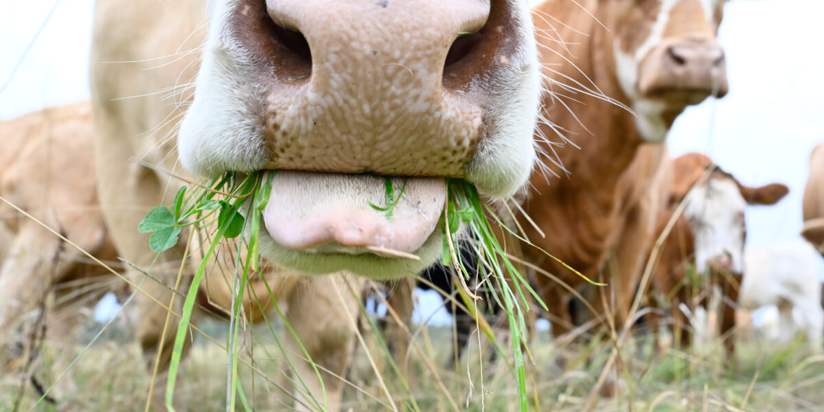 Närbild av en kos mule som tuggar färskt gräs, med gröna strån och klöver som hänger ur munnen. I bakgrunden syns fler kor på en betesmark, en tittar mot kameran.