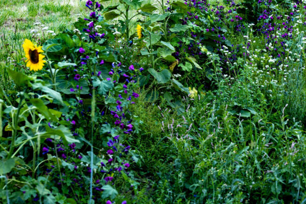 Vildvuxen rabatt med solrosor och täta klasar av lila blommor breder ut sig och blommar i grönskan, omgiven av högt gräs och små vita blommor i en somrig trädgårdsmiljö.