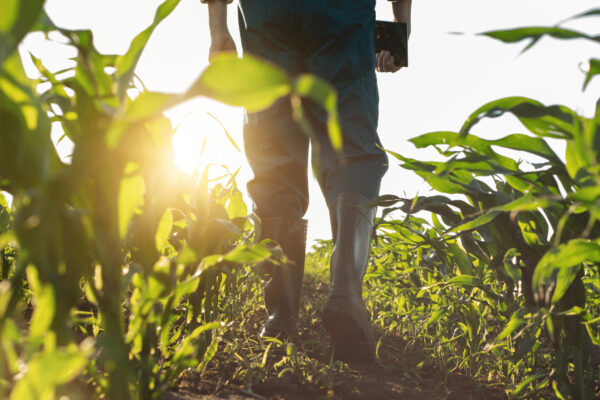 Person i arbetsbyxor och gummistövlar går mellan rader av gröna grödor i en åker, med låg kvällssol som lyser genom bladen; håller en surfplatta eller anteckningsbok i handen.