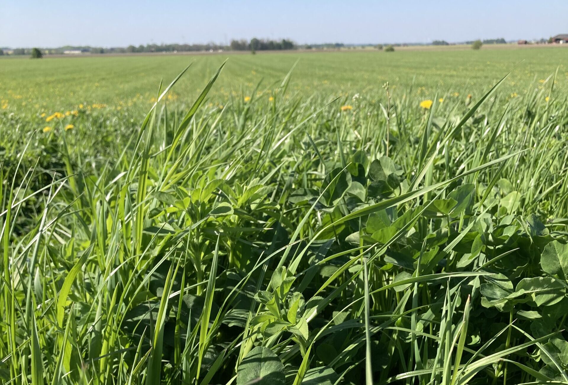 Högt, frodigt gräs och klöver växer tätt i förgrunden och breder ut sig över en vid grön åker. Några gula maskrosor syns utspridda, med trädlinje och gårdsbyggnader långt bort under klar blå himmel.
