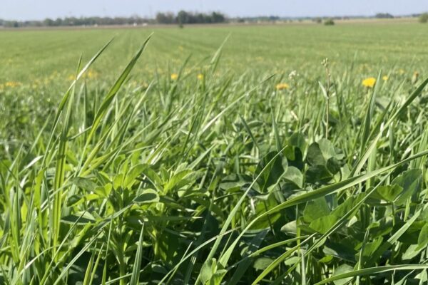 Högt, frodigt gräs och klöver växer tätt i förgrunden och breder ut sig över en vid grön åker. Några gula maskrosor syns utspridda, med trädlinje och gårdsbyggnader långt bort under klar blå himmel.
