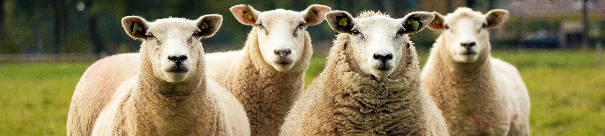 Fyra får med öronmärken står tätt ihop och tittar rakt mot kameran. De har tjock, ljus ull och befinner sig på en grön äng med suddig bakgrund som antyder gårdsmiljö.