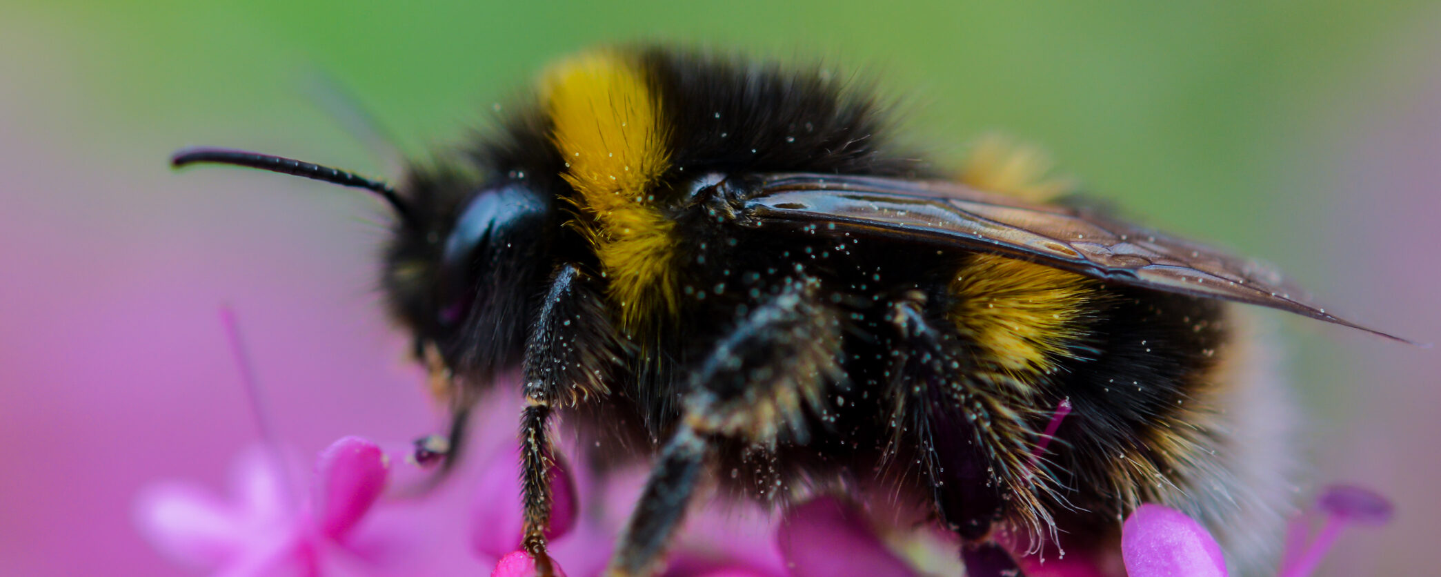 Närbild av en humla med svartgul, lurvig kropp som sitter på en rosa blomma och samlar pollen; vingarna syns tydligt och små pollenkorn fastnar i pälsen mot en mjukt suddig grön bakgrund.