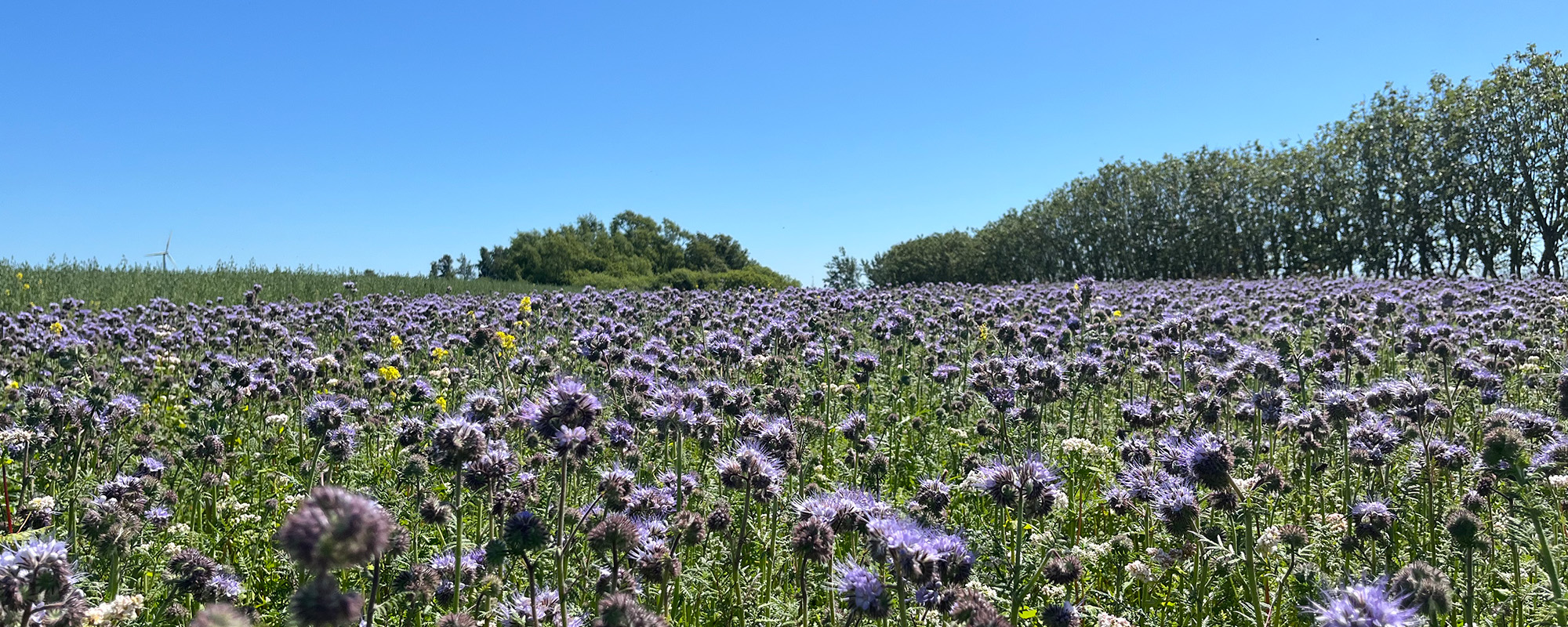 Hela Sverige blommar – Halland