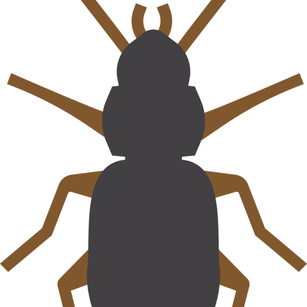 Stiliserad jordlöpare med mörkgrå kropp och bruna ben, sedd uppifrån med långa antenner framåt. Insekten fyller nästan hela bilden och ligger centralt mot en helt svart bakgrund.