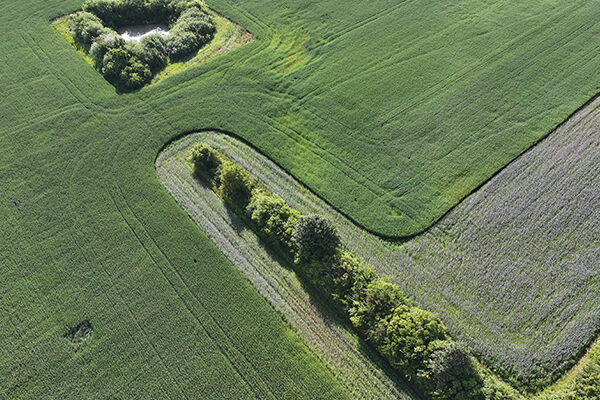Drönarfoto över ett grönt jordbruksfält med en märgelgrav omgiven av tät vegetation i övre vänstra hörnet och en svängd rad träd och buskar som löper genom fältet.