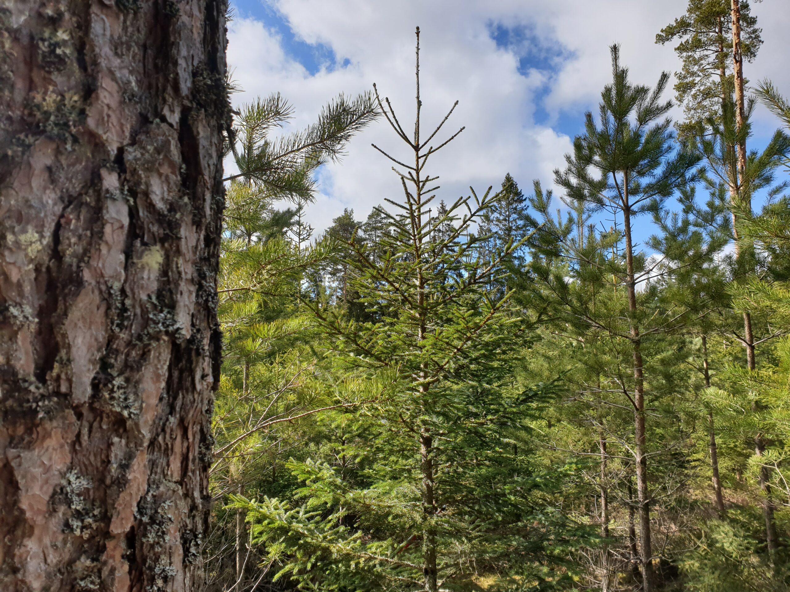 Ung gran i förgrunden sträcker sina kala toppskott upp mot himlen, omgiven av tallar och annan barrskog. Till vänster syns en grov tallstam nära kameran, och ovanför är en blå himmel med vita moln.