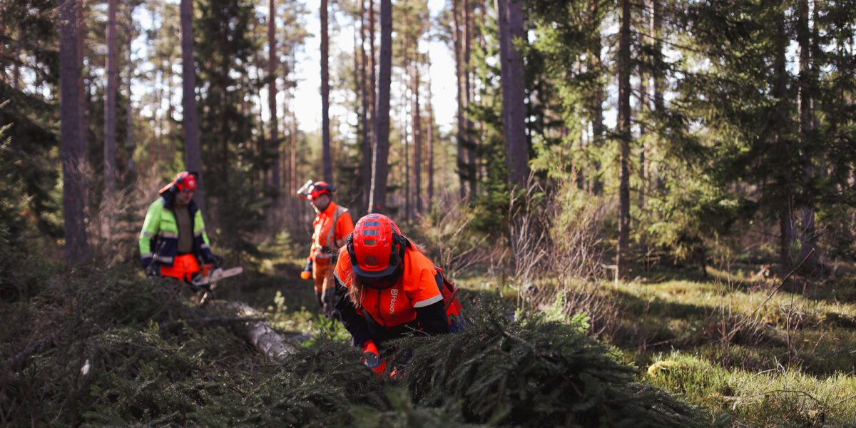 Kvinna i orange skyddskläder kvistar en gran i skogen