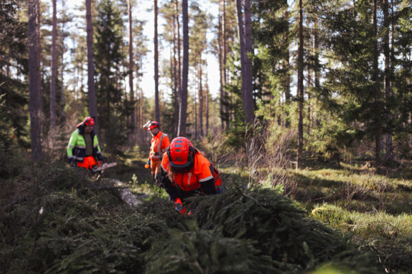 Kvinna i orange skyddskläder kvistar en gran i skogen