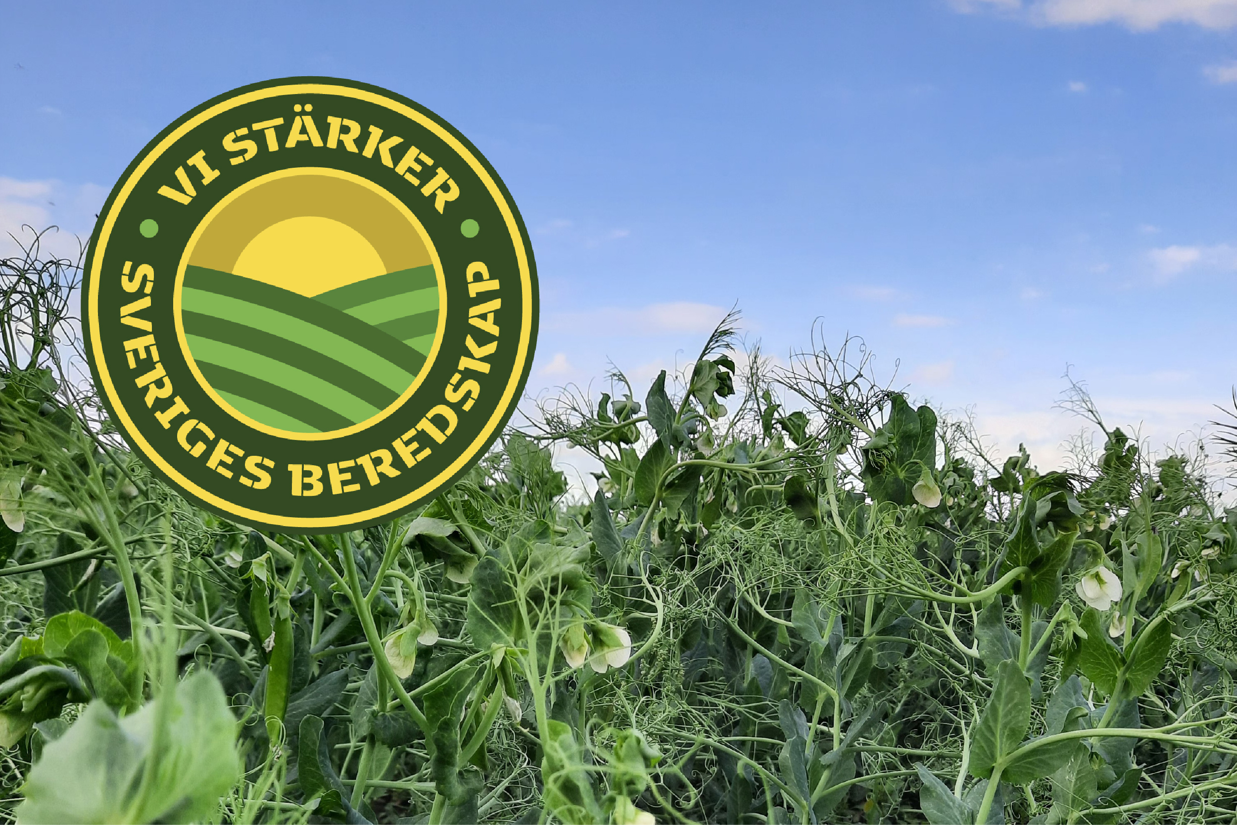 Grön åker med ärtplantor i förgrunden och blå himmel i bakgrunden, överlagrad med rund logotyp som visar sol över fält och texten: ”VI STÄRKER SVERIGES BEREDSKAP”.
