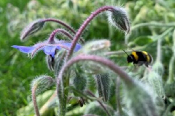 Håriga, böjda blomsterstjälkar med små blå blommor står i fokus medan en svartgul humla flyger intill och en annan sitter på en blomma; grön, suddig bakgrund av blad och växter.