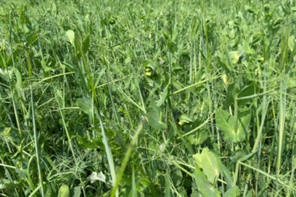 Tät grön vegetation med högt gräs och blandade ogräs växer vilt i ett fält. Olika bladformer och stjälkar tränger sig uppåt, och solbelysta plantor skapar en frodig, rörig markyta utan synliga människor.