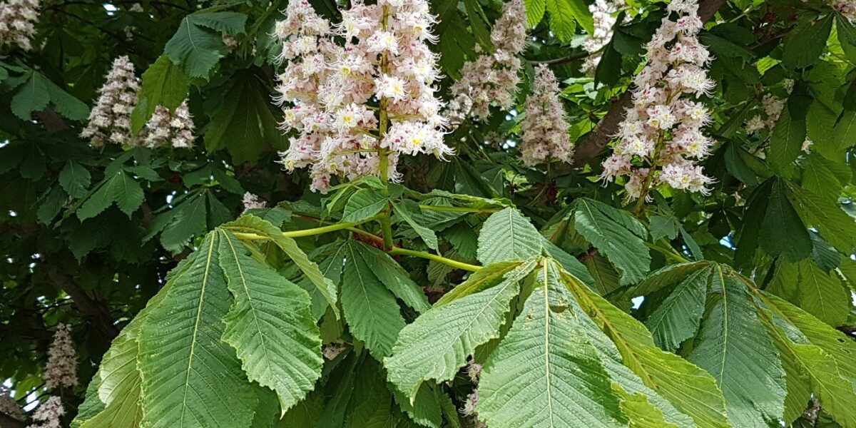 Vita, upprätta blomklasar på en hästkastanj blommar bland stora, handflikiga gröna blad. Grenarna fyller hela bildrutan och visar en frodig vår- eller försommarmiljö med många blomspikar i olika avstånd.