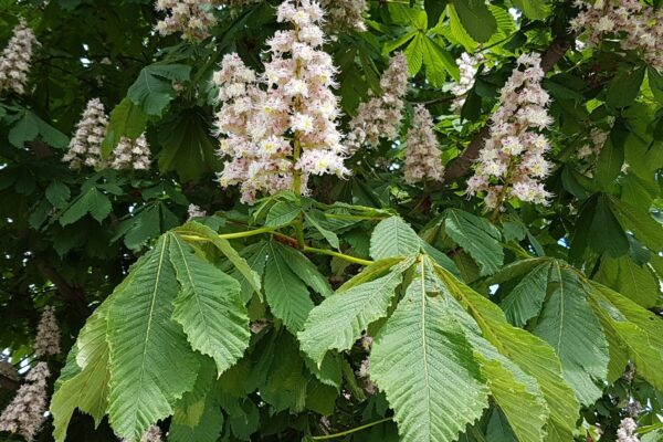 Vita, upprätta blomklasar på en hästkastanj blommar bland stora, handflikiga gröna blad. Grenarna fyller hela bildrutan och visar en frodig vår- eller försommarmiljö med många blomspikar i olika avstånd.