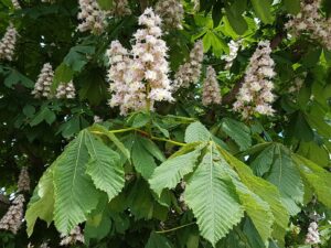 Grenar på ett kastanjeträd bär upprätta klasar av vita blommor med rosa inslag, omgivna av stora handflikiga gröna blad. Närbild i dagsljus med flera blomspiror som sticker fram ur lövverket.