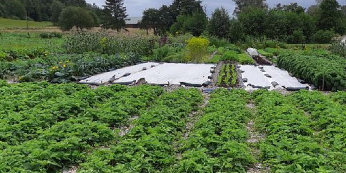 Grönsaksodling med täta rader av gröna plantor breder ut sig i förgrunden, medan vita odlingsdukar täcker bäddar längre bort. Fältet omges av träd och buskar under en mulen himmel.