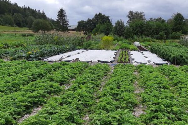 Grönsaksodling med täta rader av gröna plantor breder ut sig i förgrunden, medan vita odlingsdukar täcker bäddar längre bort. Fältet omges av träd och buskar under en mulen himmel.