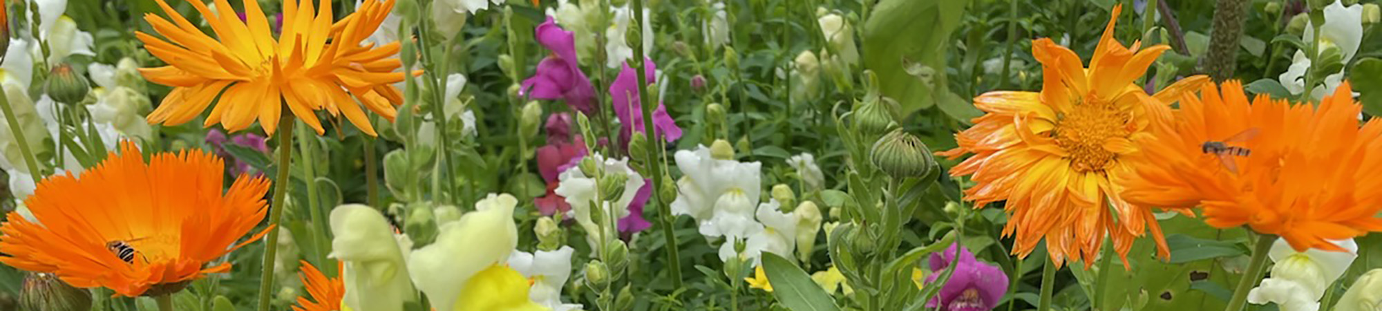 Orange ringblommor blommar och lockar små insekter som landar på kronbladen, omgivna av täta gröna blad och vit- samt lila sommarblommor i en frodig rabatt.