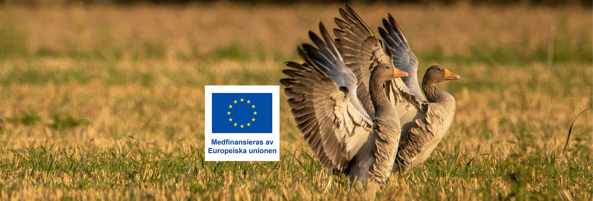 Två gäss står i en solbelyst åker; den ena sträcker ut vingarna medan den andra tittar åt höger. Till vänster syns EU-flaggan med texten: “Medfinansieras av Europeiska unionen”.