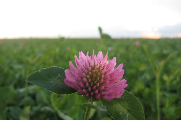Rosa klöverblomma i närbild står upp ur grön växtlighet, med tydliga kronblad och blad i förgrunden. I bakgrunden syns en suddig äng och blek himmel, som vid kvällsljus.