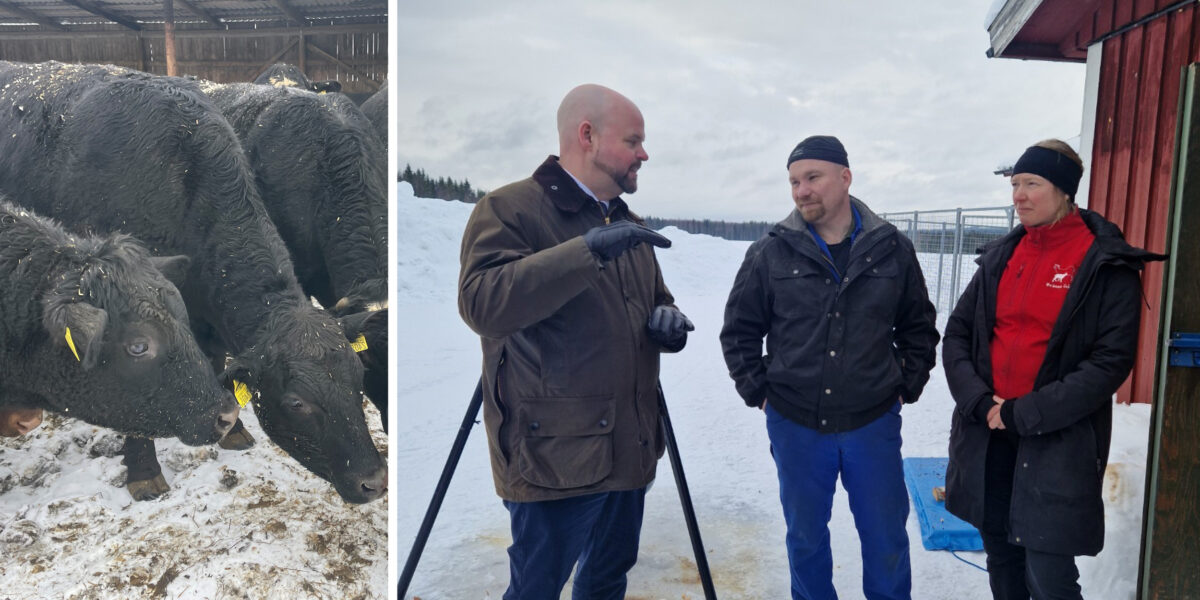 Svarta nötkreatur står tätt ihop och äter i en ladugård, medan tre personer utomhus på en snötäckt gårdsplan samtalar vid en röd byggnad; en man gestikulerar under diskussionen.