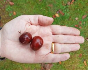 En öppen hand med guldring håller två blanka, mörkbruna kastanjer. Den ena har en liten stjälk. I bakgrunden syns gräs med spridda höstlöv, vilket ger en tydlig utomhuskänsla.