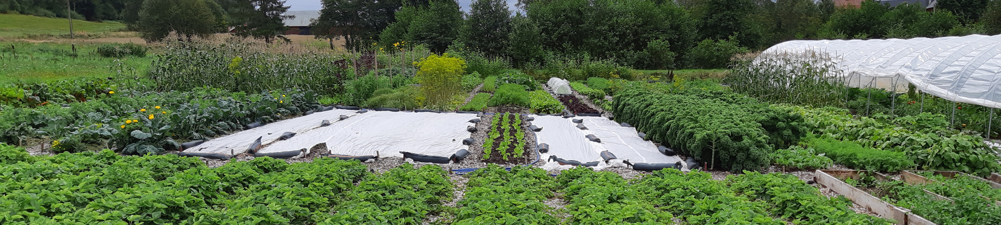 Grönsaksodling med täta rader av växter och unga plantor som växer i bäddar. Vita odlingsdukar ligger utbredda och hålls nere av sandsäckar, med ett plasttunneltält till höger och skog i bakgrunden.