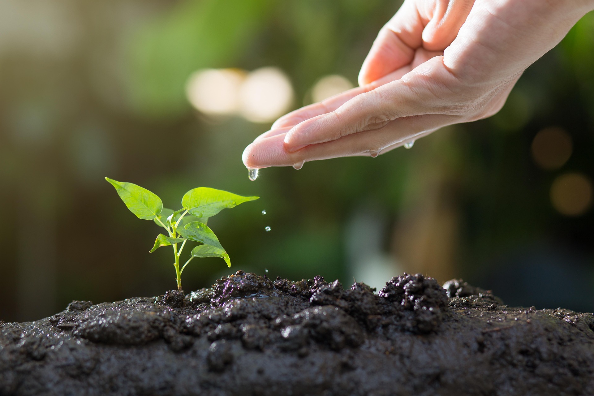 Hand vattnar en liten grön planta genom att låta droppar falla från fingertopparna. Plantan växer i mörk, fuktig jord, med mjuk grön bakgrund och solljus som ger varm, naturlig trädgårdskänsla.