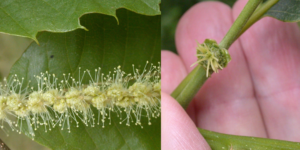 Två närbilder visar blomning på en växt: till vänster en grön bladbakgrund med ett långt, gulvitt blomkluster med många tunna ståndare; till höger en hand som håller en gren med en liten, grön knopp och blekgula kronblad.