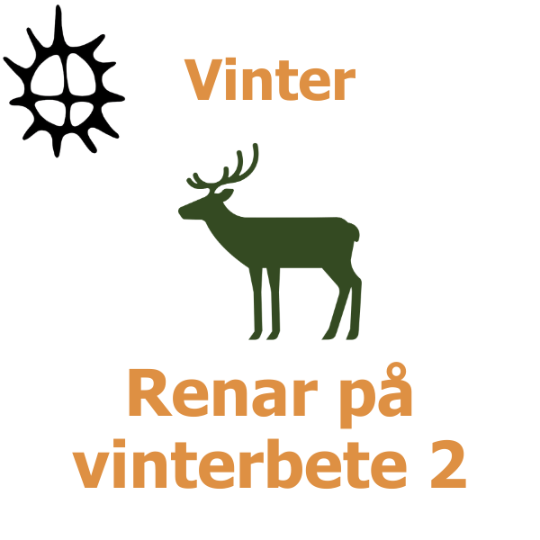 Grön siluett av en ren som står stilla, med svart symbol i övre vänster hörn. Text i bilden: ”Vinter” och ”Renar på vinterbete 2”, på vit bakgrund i orange och mörkgrönt.
